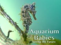 Aquarium_Babies__Saving_the_Future